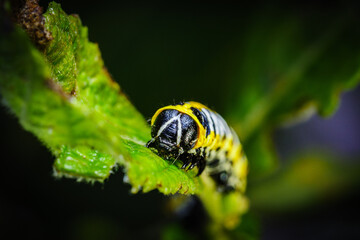 Tirol, Austria – August 14, 2016: Caterpillar eating leaf in summer garden