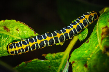 Tirol, Austria – August 14, 2016: Caterpillar crawling along green leaf
