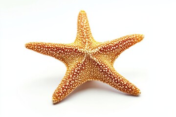 Starfish on white background