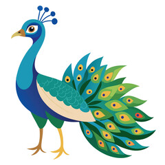 Peacock isolated on white background