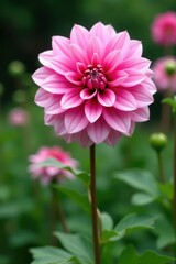 Delicate pink dahlia blossoms, vibrant petals Garden setting , closeup, petal