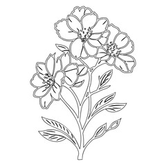 Elegant floral line art depicting blossoming flowers with detailed outlines
