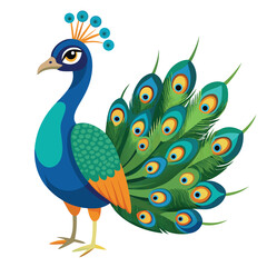 Obraz premium Peacock isolated on white background