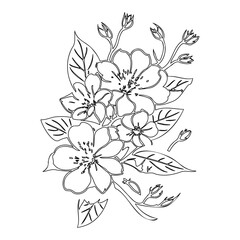 Delicate floral outline arrangement, artistic sketch of springtime blossoms