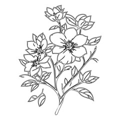 Elegant Floral Illustration: Delicate Blossoms in Monochrome Outlines on White