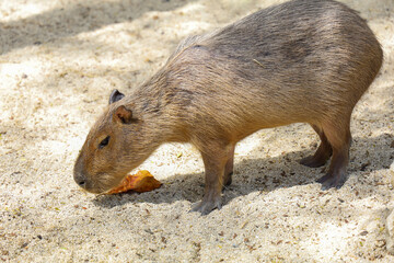 The Capybara giant rat is cute animal in garden