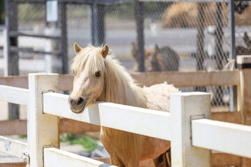 Close up head dwarf horse in the garden