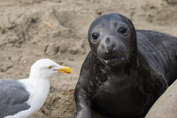 baby elephant seal with gull