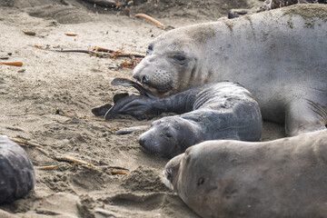 newborn elephant seals on shore with mother