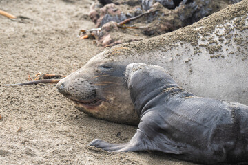 newborn elephant seals on shore with mother