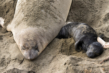 newborn elephant seal on shore with mother