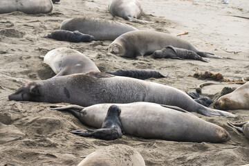 newborn elephant seals on shore with mothers