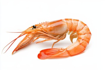 Single prawn on white