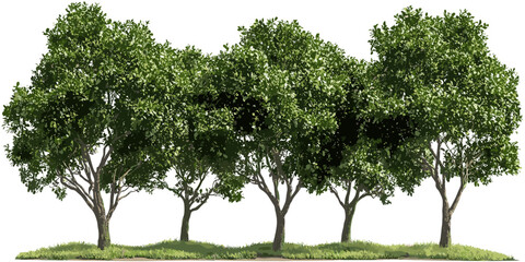 Environmental serenity, trees row, hardwood trees landscaping, serene nature scene, peaceful landscape, green row of trees, outdoor greenery, nature setting, tranquil forest