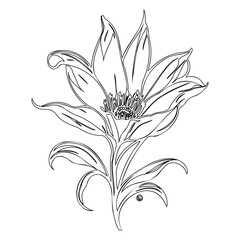 Detailed botanical outline of a lily-like bloom with intricate stamen detail