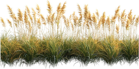 Prairie cutout, vector feather grass, floral elements, dry wild grass, bohemian decor foliage, natural stem illustration, rustic meadow plant, light ornamental flora © aura studio