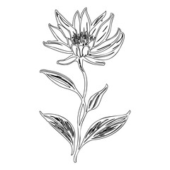 Elegant monochrome botanical illustration of a blooming flower with delicate petals