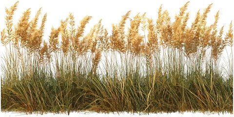 Feather grass vector, prairie floral cutout, wild meadow elements, isolated feather plant, dry grass stem, decorative grass design, boho foliage, rustic ornament, field flora © aura studio