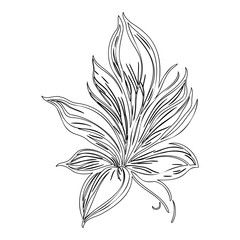 Elegant botanical line art depicting a blooming flower with delicate petals