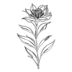 Elegant floral line art illustration showcasing a blooming flower with leaves