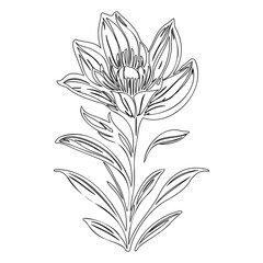 Elegant floral line art illustration featuring blooming flower on long stem