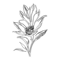 Elegant floral illustration with fine lines depicting a blossoming plant form