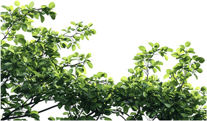 Wild green tree branch leaves foreground, tropic tree branch vector cutout, tropical nature, lush green foliage, outdoor tropical leaves, nature design, summer greenery