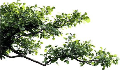 Wild green tree branch leaves foreground, vector tropic tree branch cutout, tropical foliage, lush green leaves, nature design, summer tropical scene, jungle foliage
