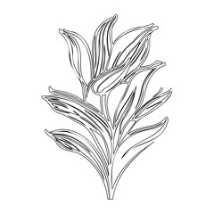 Elegant floral outline design on white backdrop showcasing botanical aesthetic