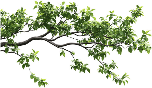 Tree branch elements, green wild tree leaves, lush forest foliage, natural greenery background, outdoor green tree branches, vibrant forest leaves, fresh green forest backdrop - Powered by Adobe