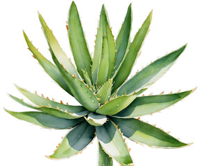Fototapeta premium A Captivating Watercolor Illustration of an Aloe Vera Plant, A Detailed Botanical Study Showcasing the Succulent's Unique Textures and Vibrant Green Hues