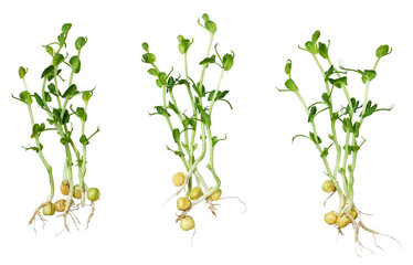 Fresh sprouted pea shoots isolated on white background.