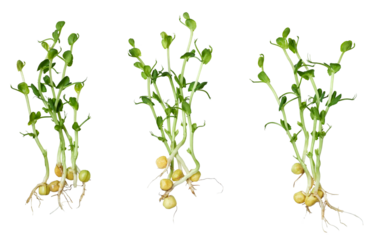 Fresh sprouted pea shoots isolated on white background.
