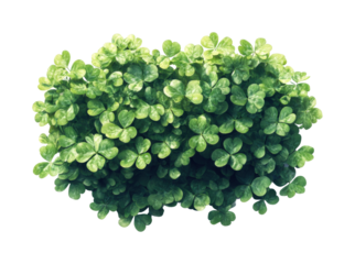 Lush green clovers garden oasis nature aerial view isolated on transparent background, png