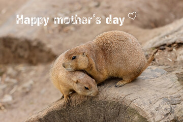 Prairies are herd animals and thrive in each other's company. Mother's Day greeting for the mother who loves animals. Heart pattern and text: Happy Mother's Day. 