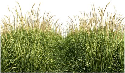 Long meadow grass fields row cutout, farming fields growth, lush green grass, rural landscape, agricultural fields, farm background, summer meadow, grass growing areas