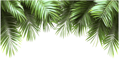 Tropical palm fronds vector, evergreen leafs on transparent background, seasonal serenity, palm leaves, nature greenery, exotic plant elements, tropical foliage background