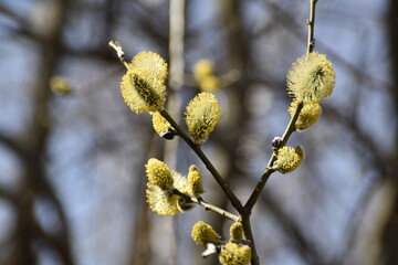 These are big, furry and greenish catkins of a willow bush in nature in bright and sunny spring day.