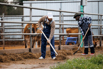 Agricultural livestock industry. Skillful farmers two man feed cows in cowshed at dairy farm