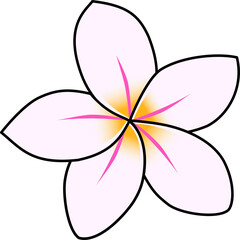 Yellow and Pink Frangipani Flower 