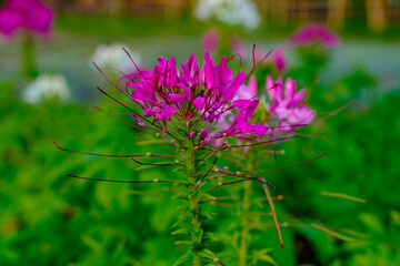 Pink spider flower blooming with colorful background in garden..