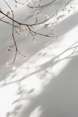 Delicate white blossoms branch with shadow on light background.