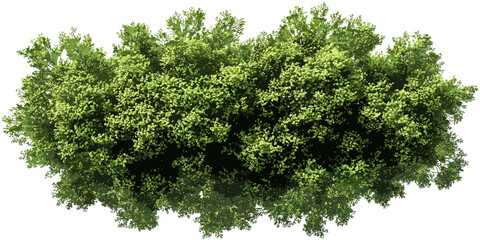 Green forest vector, aerial canopy view, transparent PNG, landscaping top design, woodland layout, eco foliage, nature cover, greenery terrain, tree map texture, plant structure,