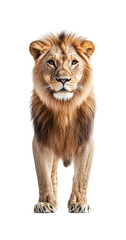 Obraz premium Majestic lion portrait wildlife sanctuary animal front view power symbol. Isolated on transparent background, png.