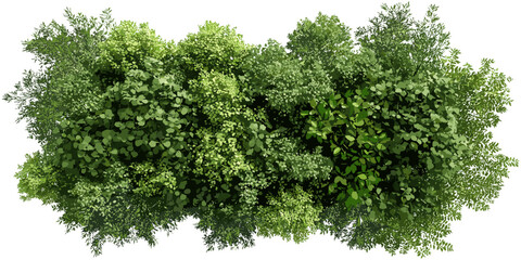 Vector aerial view, greenery forest, landscaping, canopy trees, nature map, green woodland, transparent PNG, eco background, top view forest design, tree layout, jungle texture, plant cover,