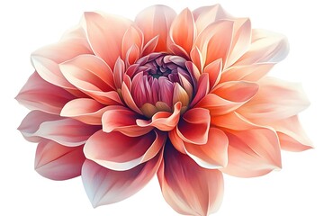 Dahlia Floral Illustration