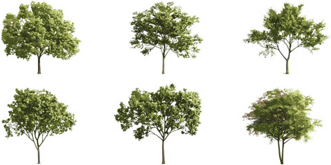 Vector jungle trees shapes, cutout environmental tree growth set, forest elements, tropical plants, green foliage, tree design elements, nature clipart, isolated tree silhouette, landscape