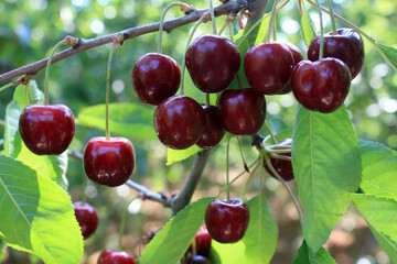 red cherries on tree branch
