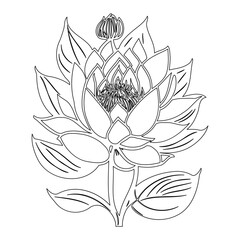 Detailed botanical illustration of an exotic flower with intricate line work