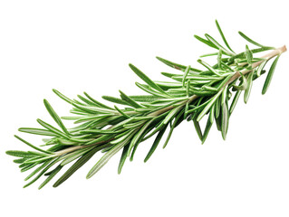 Fototapeta premium Fresh rosemary herb aromatic culinary ingredient for cooking and seasoning food